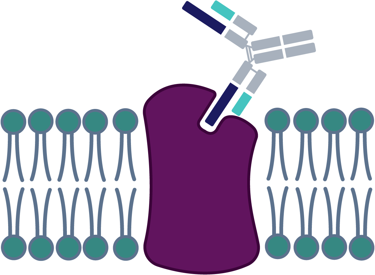 Buried-Epitopes